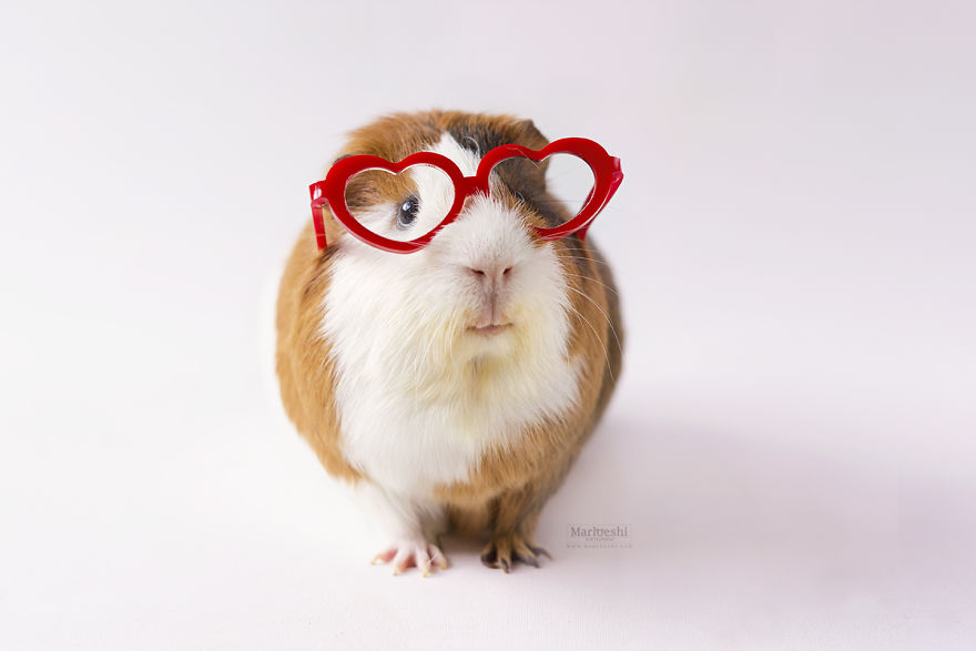 Guinea Pigs With Glasses 9Mood