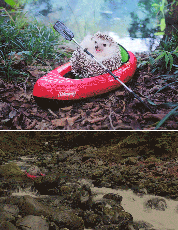 This Hedgehog Posing In A Tiny Kayak 9Mood